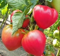 Hạt Giống Cà Chua Trái Tim Đỏ