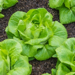 Hạt giống Rau Xà Lách Đăm Xanh Cao Sản - Gói 5gram