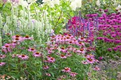 Hạt Giống Hoa Cúc Trái Thông