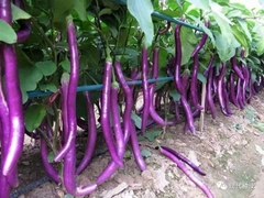 Hạt Giống Cà Tím Siêu Dài Đài Loan