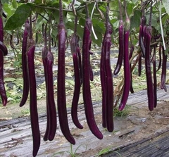 Hạt Giống Cà Tím Siêu Dài Đài Loan