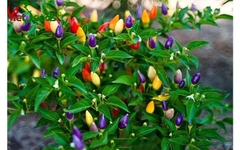 Hạt Giống Ớt Kiểng Ngũ Sắc