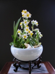 Củ giống hoa thủy tiên ( củ to 1 củ được 4-5 nhánh hoa )