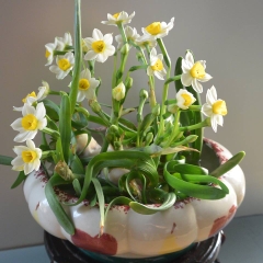 Củ giống hoa thủy tiên ( củ to 1 củ được 4-5 nhánh hoa )
