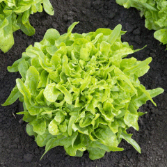 Hạt Giống Rau Xà Lách Sồi Xanh OAKLEAF - Gói 2gram
