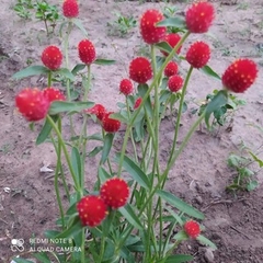 Hạt Giống Hoa Cúc Bách Nhật Đỏ
