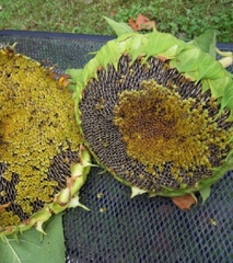 Hạt Giống Hoa Hướng Dương Thu Hạt