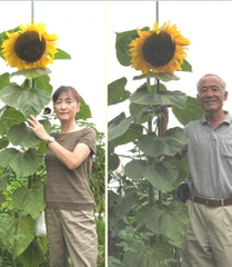 Hạt Giống Hoa Hướng Dương Khổng Lồ