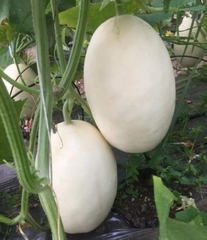 Hạt Giống Dưa Lê Bạch Tuyết