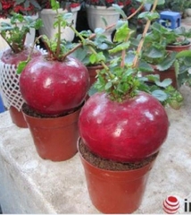 Hạt Giống Củ Cải Đỏ Khổng Lồ