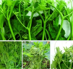 Hạt Giống Bí Siêu Ngọn Cao Sản