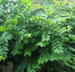 Hạt Giống Cây Rau Bồ Ngót - Gói 50 hạt