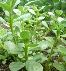 Hạt giống rau sam đất