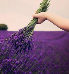Hạt Giống Hoa Oải Hương ( Lavender)