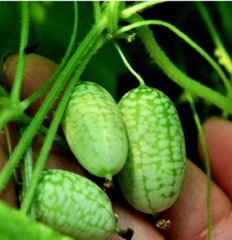 Hạt Giống Dưa Hấu Tí Hon