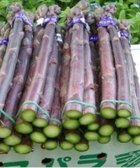 Hạt Giống Măng Tây Tím F1