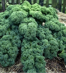 Hạt giống rau cải xoăn xanh - cải kale xanh