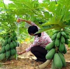Hạt Giống Đu Đủ Ruột Gấc F1