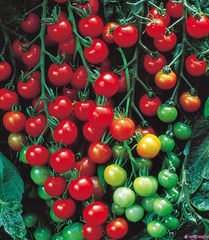 Hạt Giống Cà Chua Bi Đỏ (Cà Chua Cherry) F1