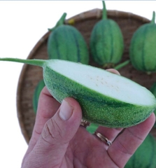 Hạt Giống Mướp Táo Ngọt F1
