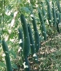Hạt Giống Bí Xanh Trái Dài( Bí Sặt, Bí Đao)