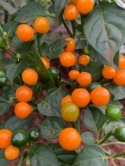 Hạt giống Ớt Peru Aji Charapita giống ớt mắc nhất thể giới