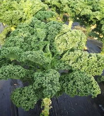 Hạt giống rau cải xoăn xanh - cải kale xanh