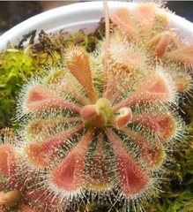 Hạt Giống Cây Bắt Mồi Gọng Vó