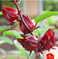 Hạt giống cây bụp giấm (atiso đỏ)