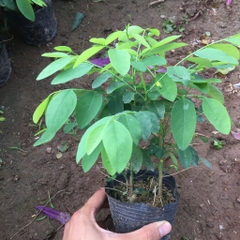 Hạt Giống Cây Rau Bồ Ngót - Gói 50 hạt