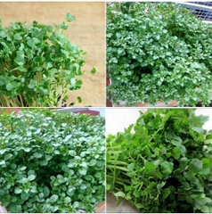 Hạt Giống Xà Lách Xoong Mỹ - Gói 0.2gram