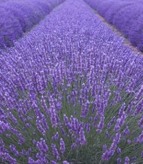 Hạt Giống Hoa Oải Hương ( Lavender)