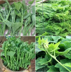 Hạt Giống Bí Siêu Ngọn Cao Sản