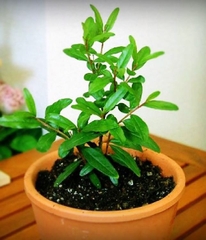 Hạt Giống Lựu Lùn Bonsai