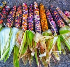 Hạt Giống Ngô Nhiều Màu