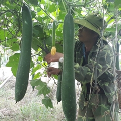 Hạt Giống Bí Xanh Trái Dài( Bí Sặt, Bí Đao)