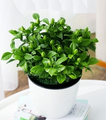Hạt Giống Hoa Nhài ( Hoa Lài )