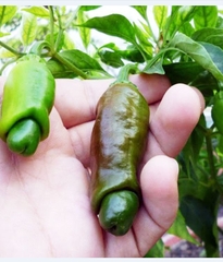 Hạt Giống Ớt Cu Tí ( Ớt Peter )