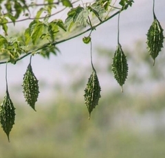 Hạt Giống Khổ Qua Rừng