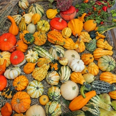 Hạt Giống Bi Ngô Tí Hon Mix Màu