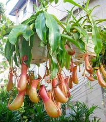 Hạt Giống Cây Bắt Mồi Nắp Ấm