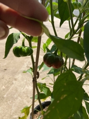 Hạt Giống Ớt Bí Ngô PUMPKIN F1