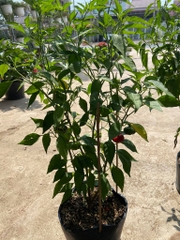 Hạt Giống Ớt Bí Ngô PUMPKIN F1