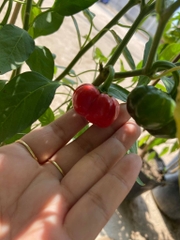 Hạt Giống Ớt Bí Ngô PUMPKIN F1