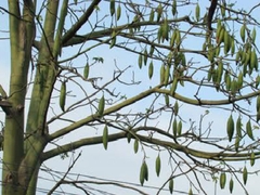Hạt Giống Cây Bông Gòn