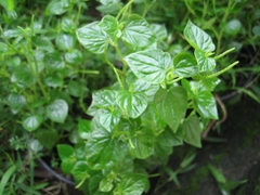 Hạt Giống Rau Càng Cua - Gói 0.5gram