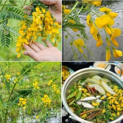 Hạt Giống Bông Điên Điển
