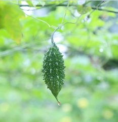 Hạt Giống Khổ Qua Rừng