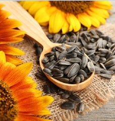 Hạt Giống Hoa Hướng Dương Khổng Lồ