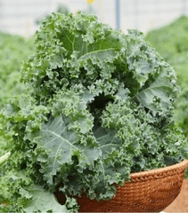 Hạt giống rau cải xoăn xanh - cải kale xanh